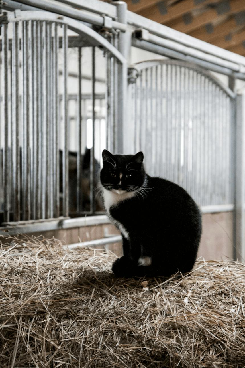 “Barn Door” in unkonventionellen Stallungen mit toller Atmosphäre – RENO Schiebetüren in einem fertig eingerichteten Raum.